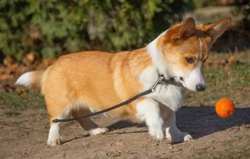 Kan Corgis stap? Is dit sleg vir hulle? (Volledige gids)