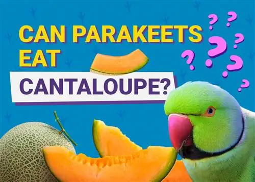 Je, Parakeets Wanaweza Kula Cantaloupe? Unachohitaji Kujua