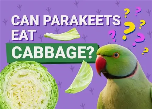 Je, Parakeets Wanaweza Kula Kabeji? Ukweli uliokaguliwa na Vet & Maelezo