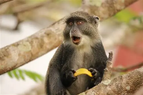 A bëjnë Guenon Monkey's kafshë shtëpiake të mira? Çfarë duhet të dini