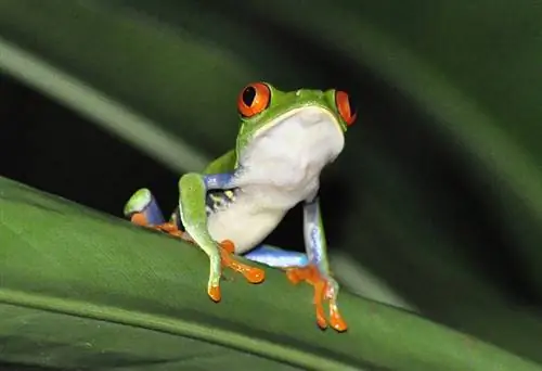 9 Baka Katak Paling Comel (Dengan Gambar)