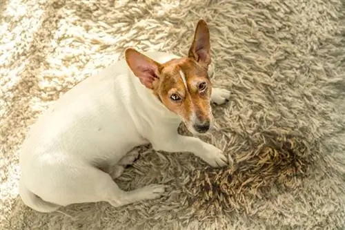 Wofür wurden Jack Russell Terrier gezüchtet? Geschichte, Merkmale & Merkmale