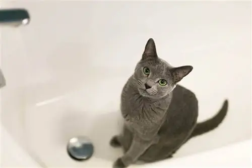 Ar galite naudoti žmonių šampūną katėms? Veterinarijos peržiūrėti faktai & DUK