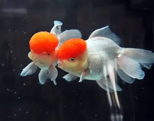 Red Cap Oranda Goldfish: Duab, Cov Ntaub Ntawv, Phau Ntawv Qhia Kev Kho Mob & Lifespan