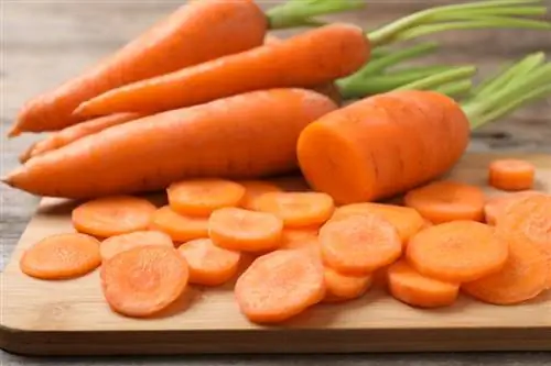 Chó bị viêm tụy có ăn được cà rốt không? Sự kiện được bác sĩ thú y phê duyệt & Câu hỏi thường gặp