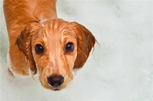 Možete li koristiti mačji šampon na psu? Da li je efikasan za čišćenje?