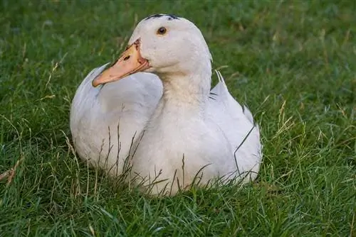 Mulard (Moulard) Duck: Bilder, fakta, bruksområder, opprinnelse & Kjennetegn