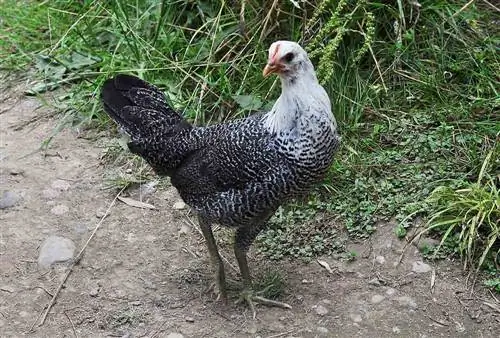 Egyptian Fayoumi Chicken: Pictures, Traits, Egg Laying & Οδηγός φροντίδας