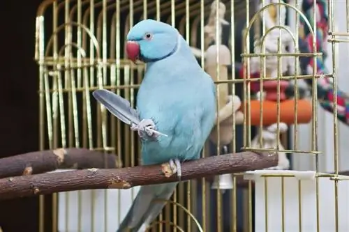 Combien coûtent les perruches & autres oiseaux chez PetSmart ? (Guide des prix 2023)