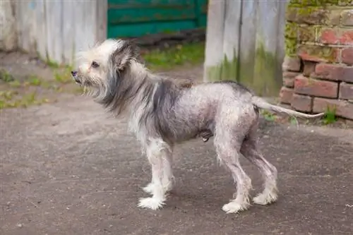 Koliko časa bo trajalo, da pasja dlaka ponovno zraste? Veterinarsko potrjena dejstva