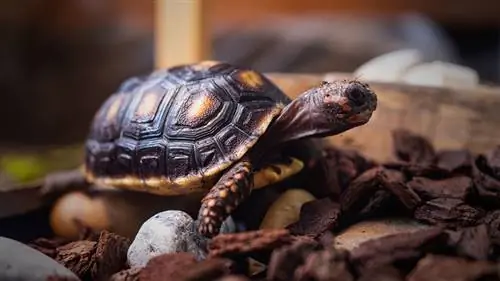 6 DIY Tortoise Table Plans You Can Make Today (Nrog duab)