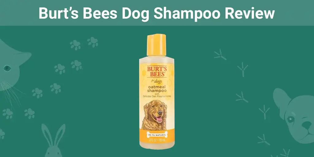 Burt’s Bees Dog Shampoo Review 2023: Our Expert’s Opinion
