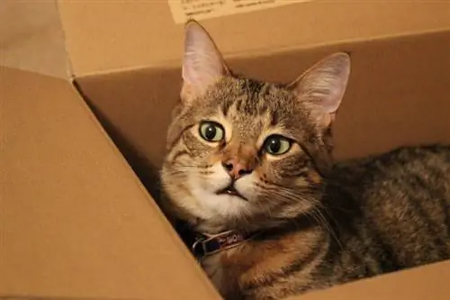 10 minunate paturi pentru pisici din cutie de carton DIY (cu imagini)