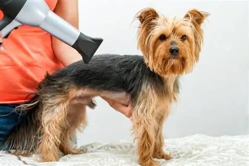 چه مدت طول می کشد تا یک آرایشگر سگ شوید؟ حقایق & پرسش و پاسخ