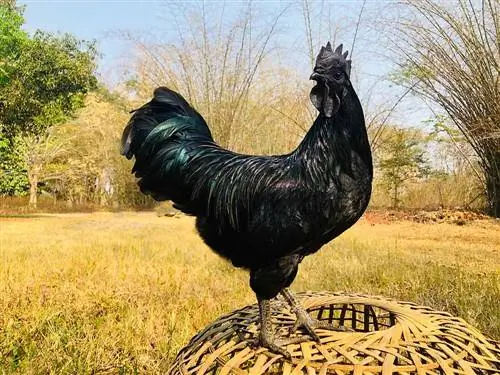 Ayam Cemani: Fakta Baka, Kegunaan & Asal (Berserta Gambar)