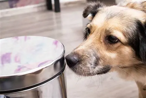 10 פחי האשפה הטובים ביותר נגד כלבים בשנת 2023 – ביקורות & הבחירות המובילות