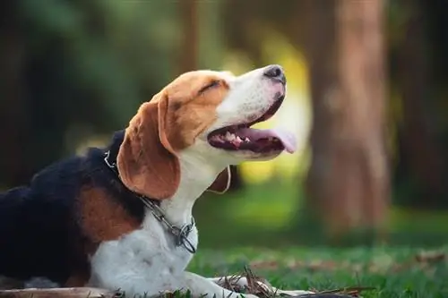 Για ποιο λόγο εκτρέφονταν τα Beagles; Ιστορία του Beagle