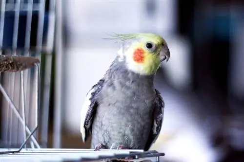 Ar Cockatiels garsiai skamba? Triukšmo lygis & Ką daryti