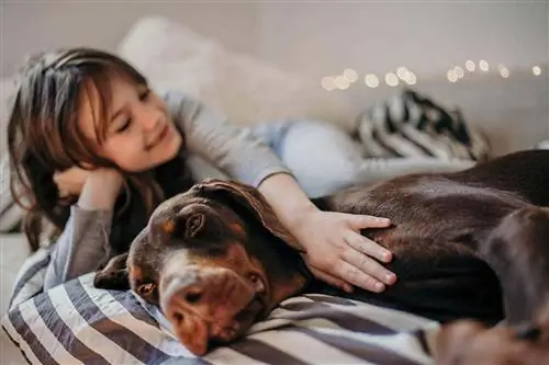 Per cosa sono stati allevati i dobermann? Fatti, Storia & Origini