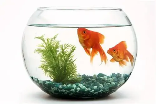 Често задавани въпроси за купа за златна рибка: 8 често срещани отговора
