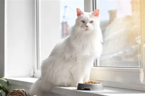 13 حقائق مذهلة عن القطة البيضاء: رؤى راجعها الطبيب البيطري