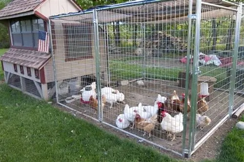 10 Bekalan Ayam Penting untuk Anda Bermula (Kemas Kini 2023)