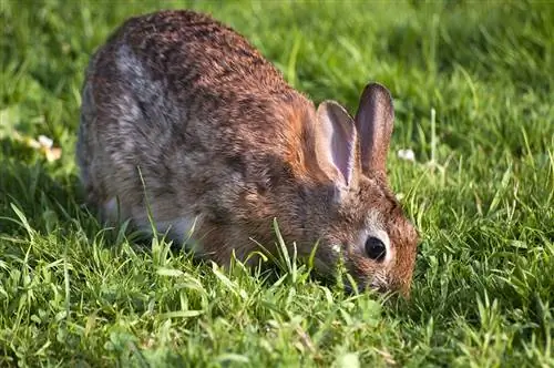 Pourquoi les lapins mangent leur propre caca ? Explication du comportement
