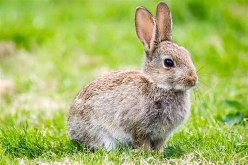 Informazioni sulla razza del coniglio del Sussex: temperamento, habitat & Tratti (con immagini)