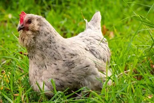 Araucana Chicken: Mga Katotohanan, Gamit, Pinagmulan & Mga Katangian (May Mga Larawan)