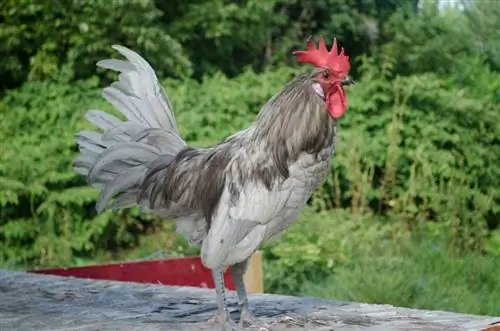 Andalusian Chicken: Mga Katotohanan, Gamit, Pinagmulan & Mga Katangian (May Mga Larawan)