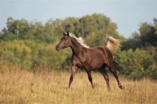 Kaljumäe hobune: teave, pildid, temperament & omadused