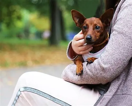 10 pravil bontona v pasjem parku, ki jih nikoli ne smete kršiti: Kaj storiti & Nikar