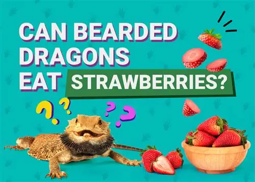 Les dragons barbus peuvent-ils manger des fraises ? Avantages potentiels & Préoccupations