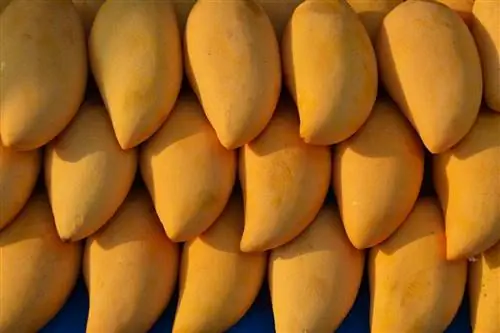 Kan hamstrar äta mango? Vad du behöver veta