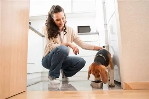 Beagles são bons cães para apartamento? Temperamento & Guia