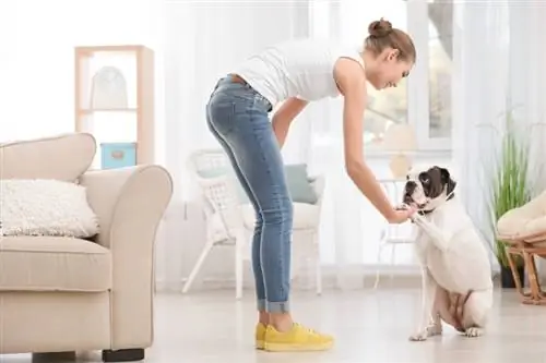 Com provar la vostra llar amb els gossos: 12 consells revisats per un veterinari