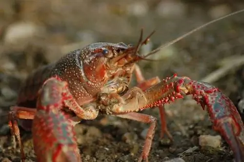 Apa yang Dimakan Crayfish di Alam Liar dan sebagai Hewan Peliharaan? Fakta & Tips Memberi Makan