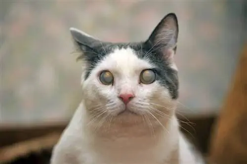 Колко често е отлепването на ретината при котки? Факти, одобрени от ветеринарен лекар & ЧЗВ