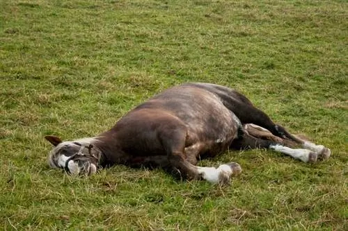 Kolikk hos hester: Symptomer, årsaker, behandling & Forebygging