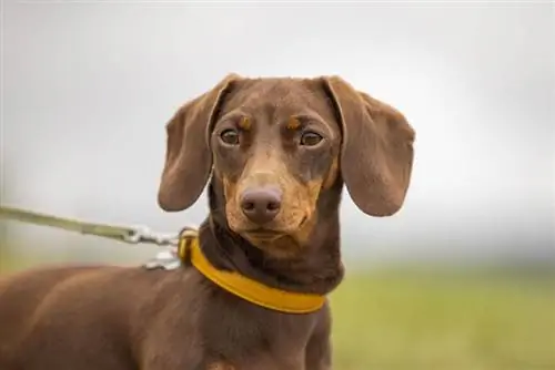 Chocolate Dachshund: Mga Katotohanan, Pinagmulan & Kasaysayan (May Mga Larawan)