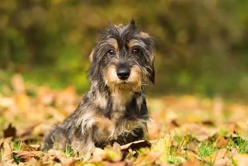 Silkeaktig trådhåret dachshund: fakta, opprinnelse & Historie (med bilder)