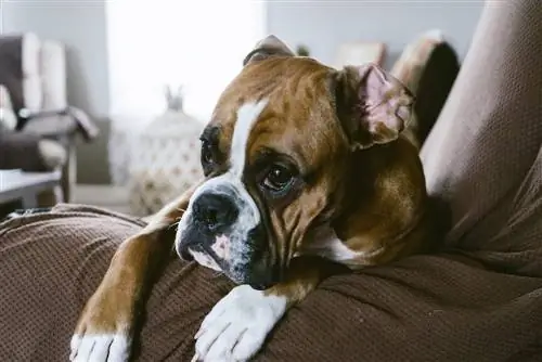 10 เตียงสุนัขที่ดีที่สุดสำหรับนักมวยในปี 2023 – รีวิว & รายการยอดนิยม
