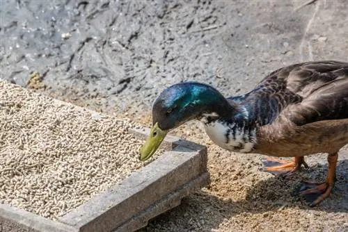 10 mejores alimentos comerciales para patos en 2023: reseñas y mejores selecciones