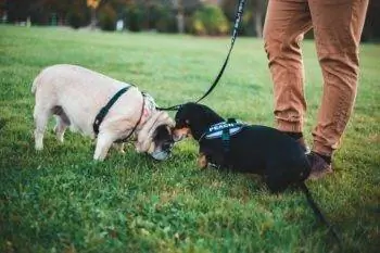 10 beste seler for dachshunder i 2023 – Anmeldelser & Toppvalg