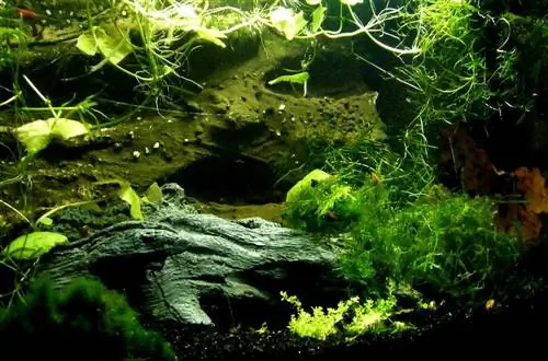 10 meilleures plantes d'aquarium low-tech en 2023 - Avis &