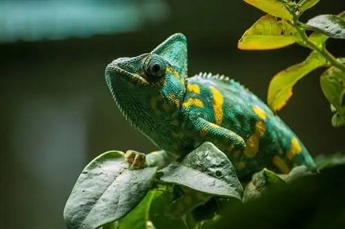 Čo jedia chameleóny vo voľnej prírode & ako domáce zvieratá? Nutričné fakty & často kladené otázky