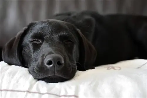 10 meilleurs lits pour chiens pour les laboratoires en 2023 – Avis &