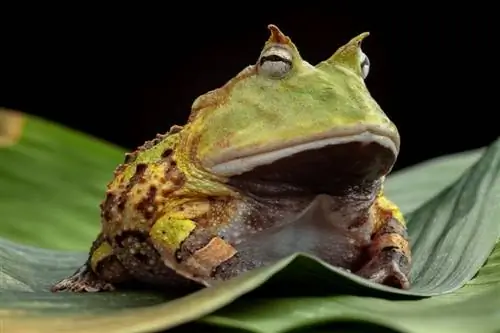 Pacman Frog: Care Sheet, Lifespan & Več (s slikami)