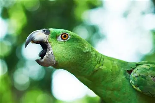Diarré hos papegojor: hur det ser ut och vad man ska göra