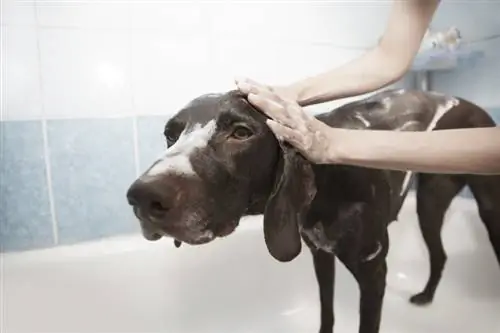 2023'te Köpekler İçin En İyi 10 Skunk Şampuanı – İncelemeler & En Çok Talep